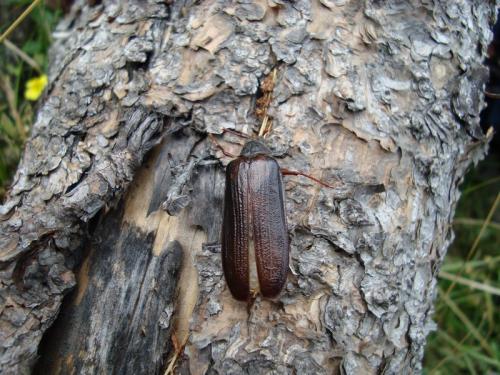 Réf. 61 175 : Tragosoma depsarium