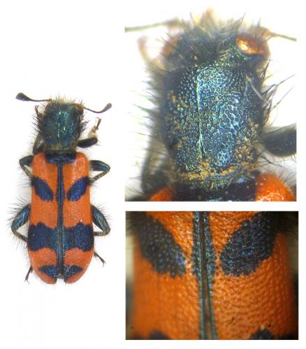 Trichodes alvearius