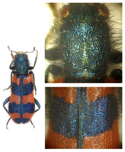 Trichodes favarius