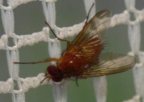 Phaonia pallida