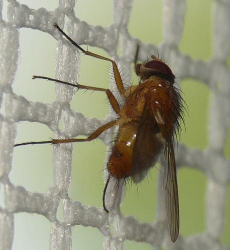 Réf. 61 160 : Phaonia pallida