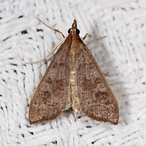 Réf. 61 853 : Mecyna asinalis