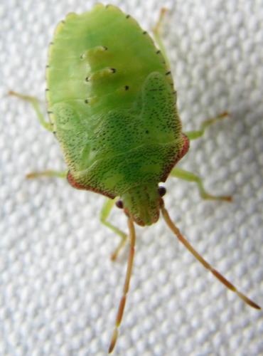 Acanthosoma haemorrhoidale haemorrhoidale