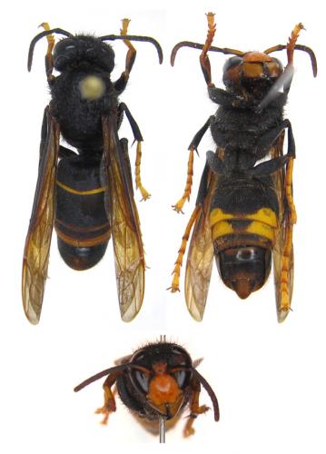 Réf. 61 588 : Vespa velutina