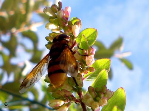 Volucella zonaria