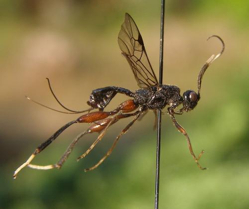 Réf. 61 744 : Wroughtonia spinator