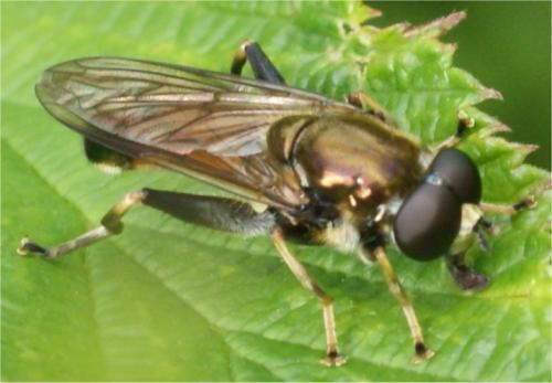 Xylota segnis