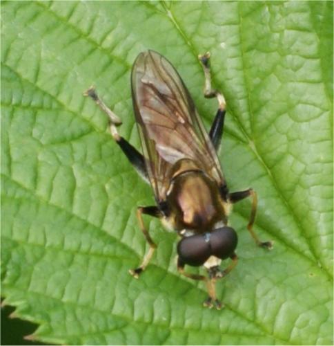 Xylota segnis