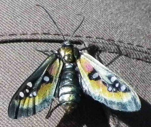 Chrysocale sp.