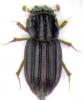61105 – Photo : OCIS – Sénégal