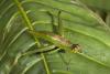 61333 – Photo : Frederic Larrey – Madagascar