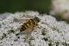 61196 – Photo : Marc Solari – France (68)