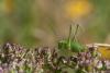 61528 – Photo : Patrick Nourdin – France (22)