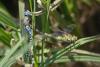 61885 – Photo : Marc Solari – France (68)