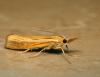 61731 – Photo : Guillaume JACQUEMIN – France (39)