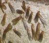 61337 – Photo : Nicolas Cliquennois – Madagascar