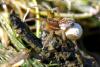 61571 – Photo : henri maleysson – France (43)