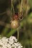 61363 – Photo : Jamus – France (51)