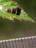 61068 – Photo : Arthropa - Benoit Martha – France (17)
