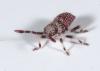 61074 – Photo : Arthropa - Benoit Martha – France (17)