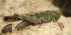 61785 – Photo : Arthropa - Benoit Martha – France (64)