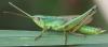 61819 – Photo : Arthropa - Benoit Martha – France (21)