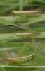 61864 – Photo : Arthropa - Benoit Martha – France (21)