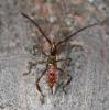 61969 – Photo : Arthropa - Benoit Martha – France (71)