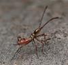 61971 – Photo : Arthropa - Benoit Martha – France (71)