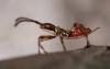 61970 – Photo : Arthropa - Benoit Martha – France (71)