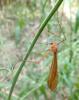 61605 – Photo : Pierre Tillier – France (30)
