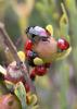 61311 – Photo : Gilles SALAMA – France (81)