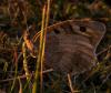 61210 – Photo : Gilles SALAMA – France (81)