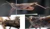 61721 – Photo : Arthropa - Benoit Martha – France (71)