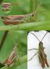 61924 – Photo : Arthropa - Benoit Martha – France (29)