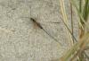 61632 – Photo : insectophobe – France (59)
