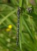Coenagrion scitulum