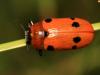 61440 – Photo : Vincent Derreumaux – France (13)