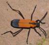 61594 – Photo : Pierre Frapa – Bolivie