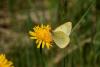 61608 – Photo : julien heuret – France (74)