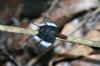 61373 – Photo : Gerard VIGO – Venezuela