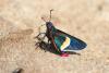 61374 – Photo : Gerard VIGO – Venezuela