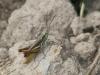 61669 – Photo : Sylvain Houpert – France (78)