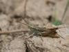 61670 – Photo : Sylvain Houpert – France (78)