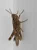 61720 – Photo : Sylvain Houpert – France (75)