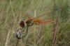 Sympetrum fonscolombii