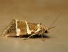 61779 – Photo : Guillaume JACQUEMIN – France (39)