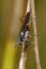 61530 – Photo : Marc Solari – France (68)