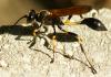 61580 – Photo : Ioannis Nicolis – Grèce