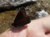 61767 – Photo : Nicolas Alric – France (05)